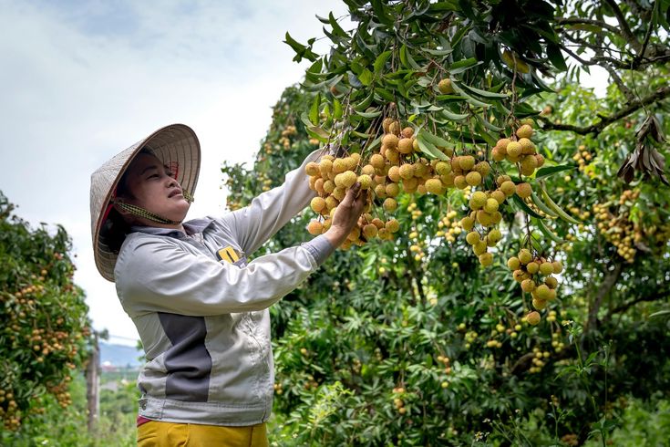 Mengenal Manfaat Biwa, Buah Daerah Tropis yang Bagus Untuk Kesehatan 