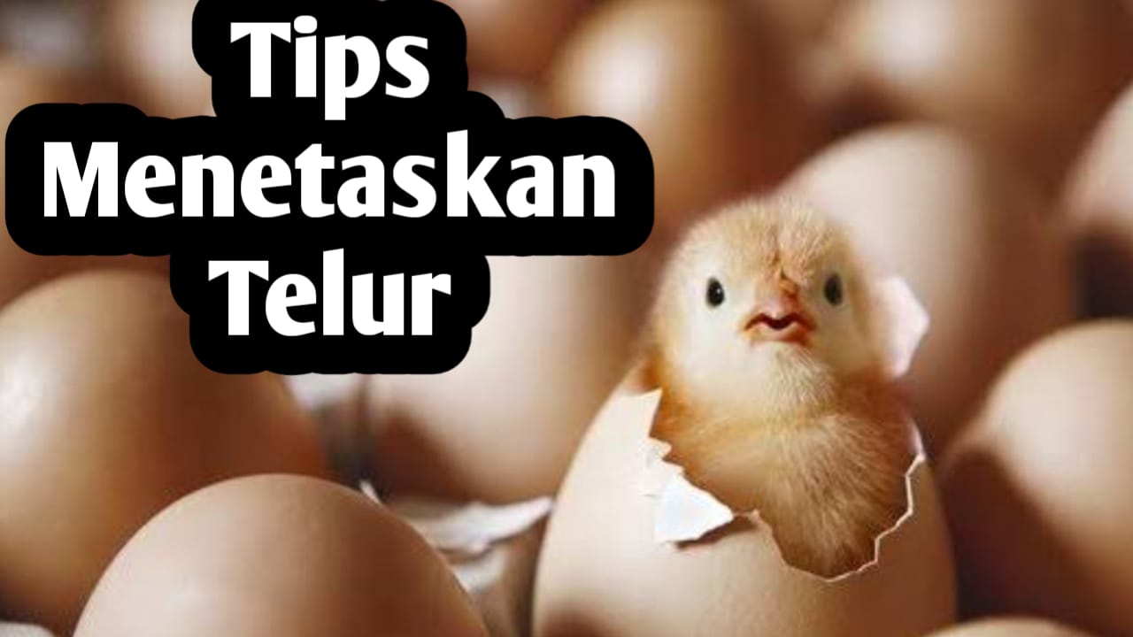 Tips Menetaskan Telur Ayam Secara Cepat