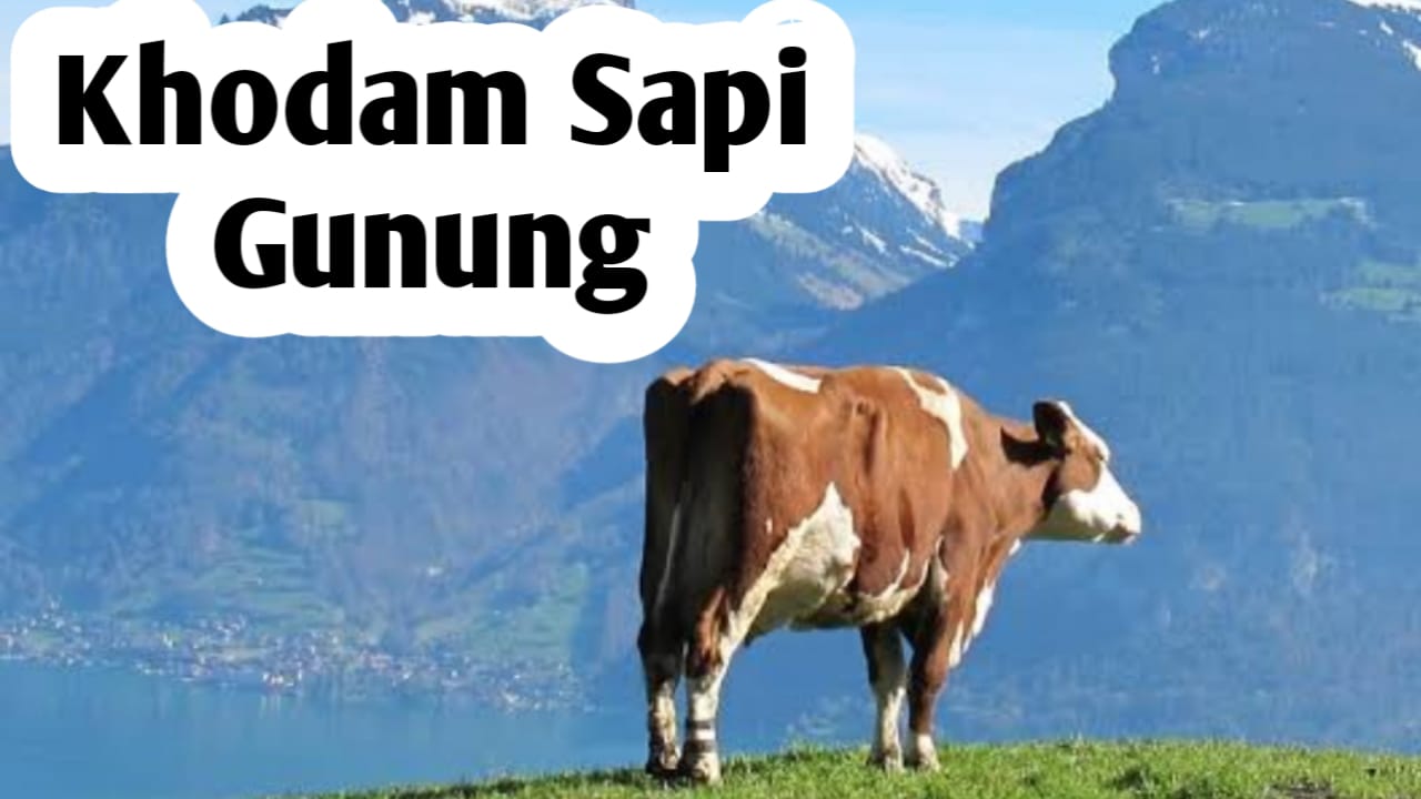 Miliki Kekuatan Khodam Sapi Gunung, Punya Aura Gaib Melimpah