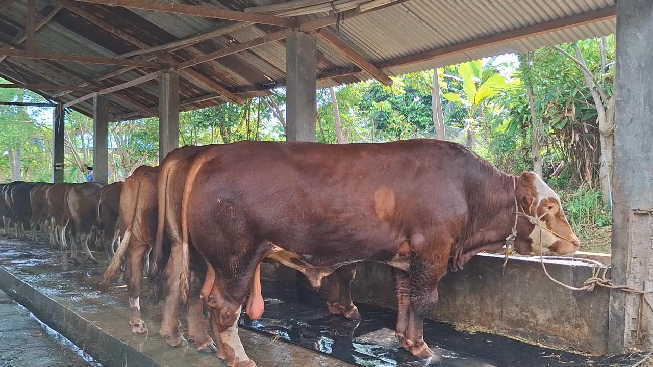 Presiden Salurkan Sapi Kurban 804 Kilogram untuk Warga Kota Bengkulu