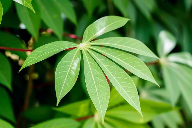 Suka Makan Daun Singkong? Ini Dia Manfaat dan Cara Mengolahnya