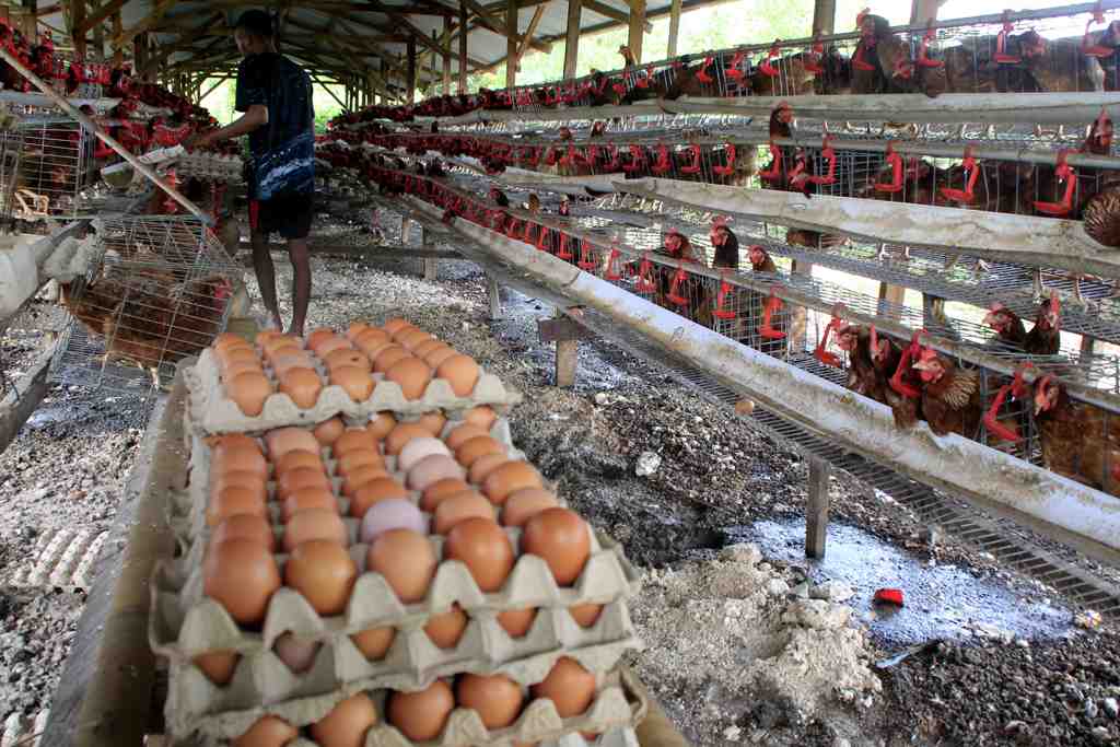 Catat! Bansos Telur dan Ayam Meluncur April 2023, Tanggalnya ini