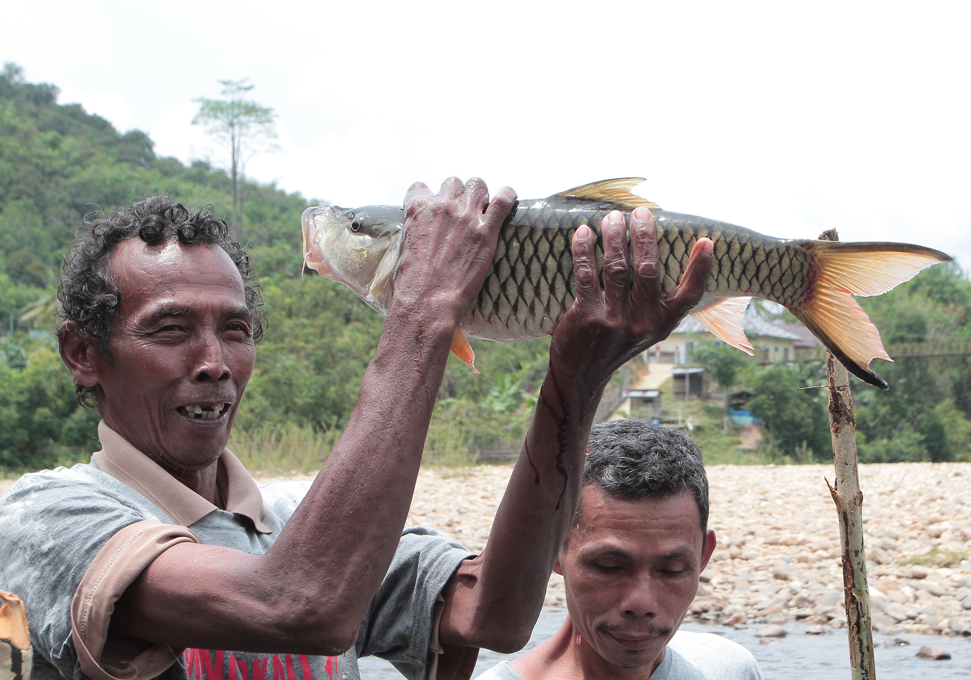 Nekat Makan Ikan Larangan di Pariaman, Bisa Kena Musibah!