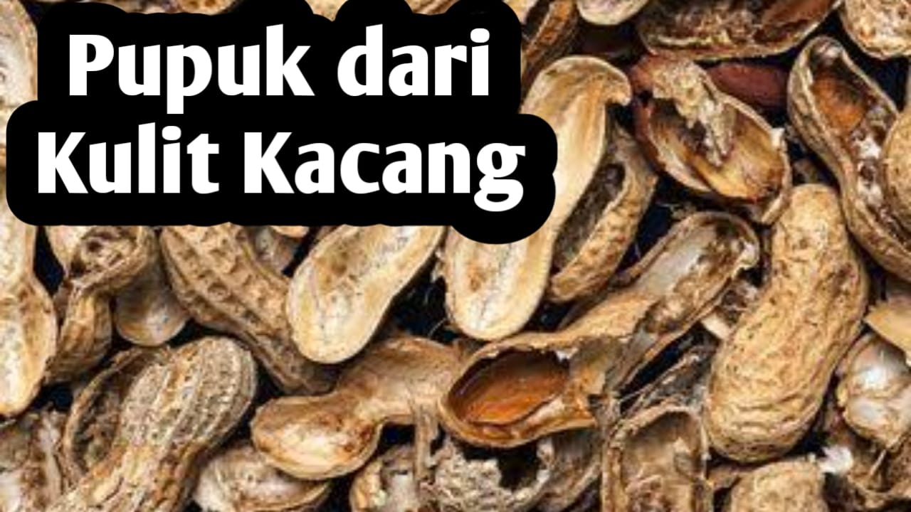 Jangan Dibuang, Kulit Kacang Bisa Dijadikan Pupuk Tanaman