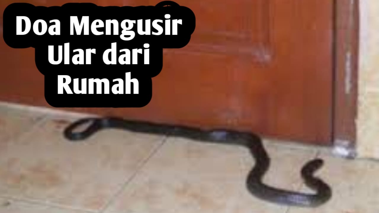 Ingin Mengusir Ular yang Masuk ke Rumah, Amalkan Doa-doa Berikut Ini