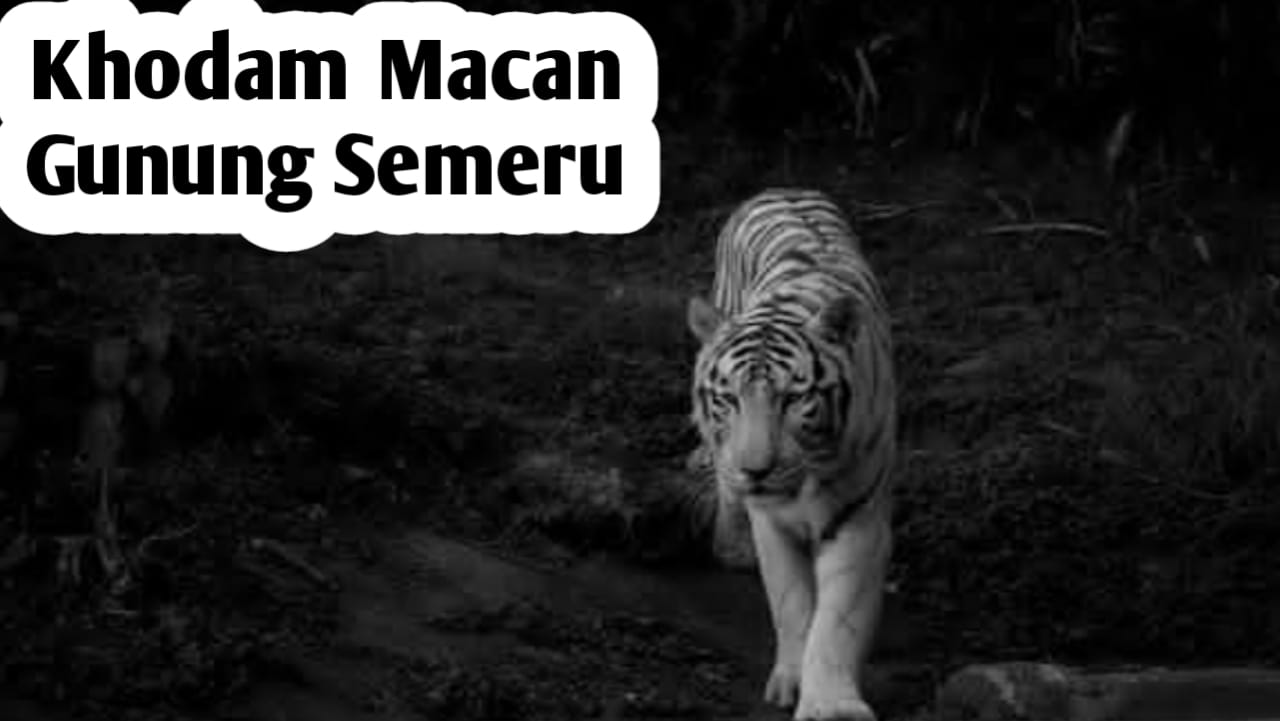 Weton Pilihan yang Dilindungi oleh Khodam Macan Gunung Semeru