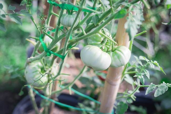 White Tomato: Rahasia Alami untuk Kulit Cerah dan Sehat