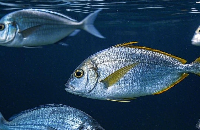 10 Jenis Ikan Dengan Kandungan Merkuri Tinggi yang Miliki Dampak Buruk Untuk Kesehatan 