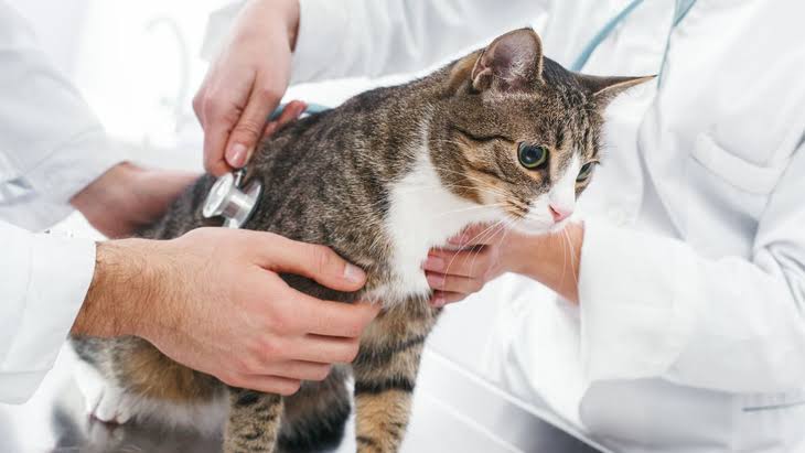 Dinkes Mukomuko Tambah 2 Rabies Center untuk Tingkatkan Akses Pelayanan Kesehatan