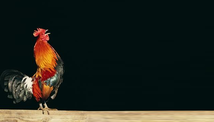 Ini Dia Arti Ayam Berkokok Tengah Malam Menurut Primbon Jawa