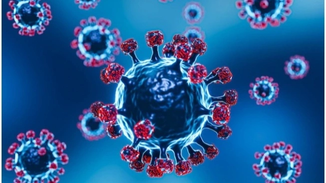 Biar Gak Gagal Paham! Berikut Ini 5 Fakta Virus Nipah yang Perlu Kamu Ketahui