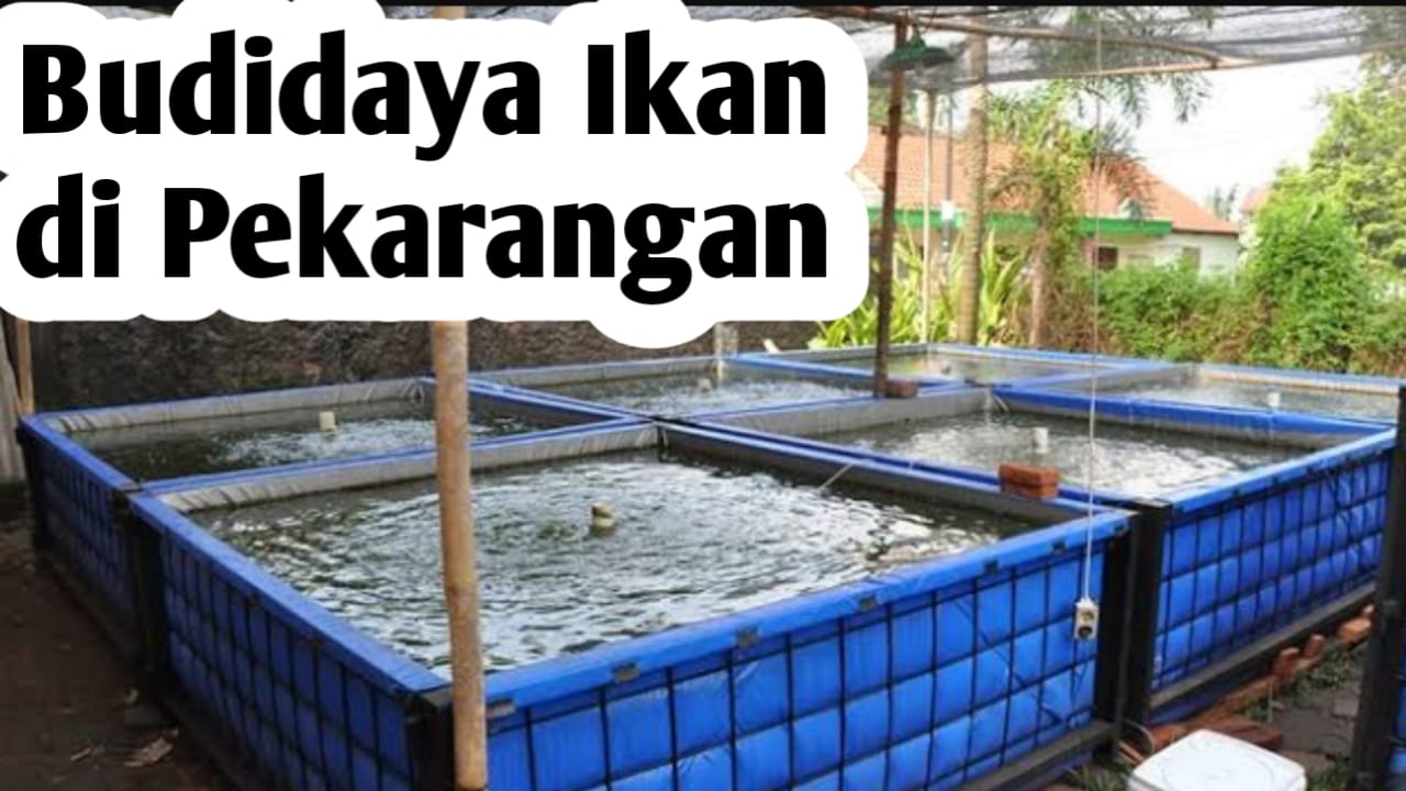 Tips Budidaya Ikan di Pekarangan Rumah