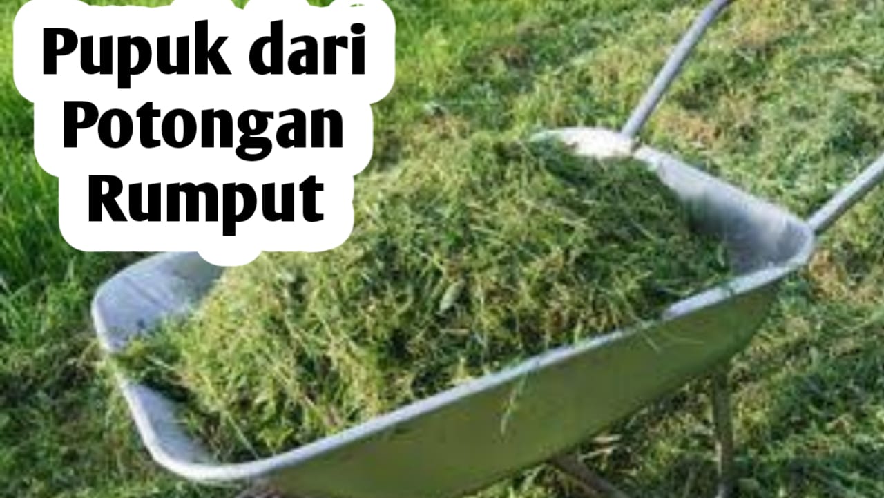 Mengolah Sisa Potongan Rumput Menjadi Pupuk Organik, Begini Cara Membuatnya