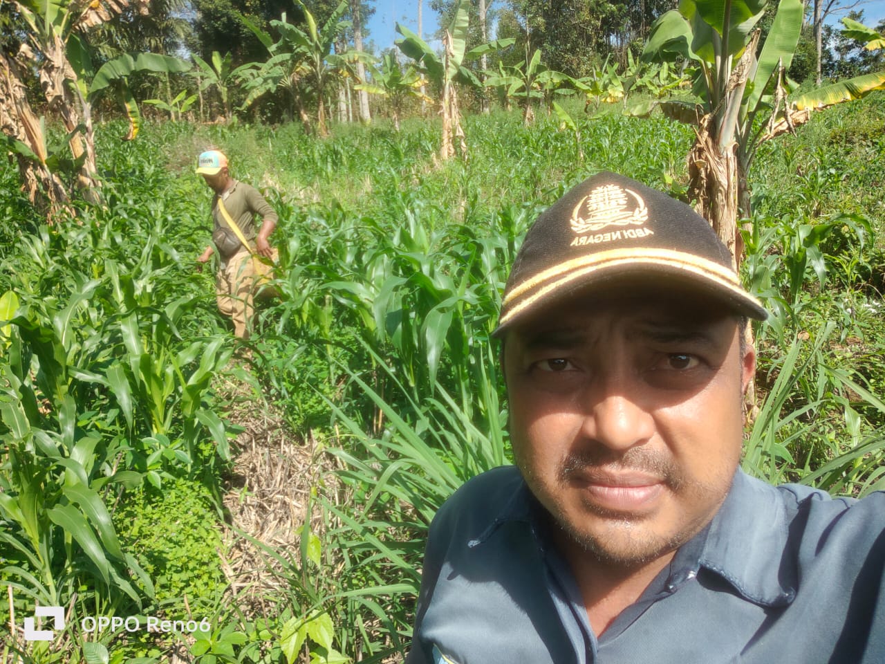 Kultur Tanah Cocok, Desa Bukit Menyan Kepahiang Optimis Panen Jahe dan Jagung Akan Dongkrak Perekonomian