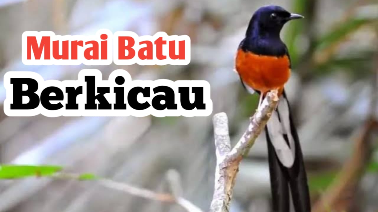 Agar Burung Murai Batu Sering Berkicau, Lakukan Hal Ini