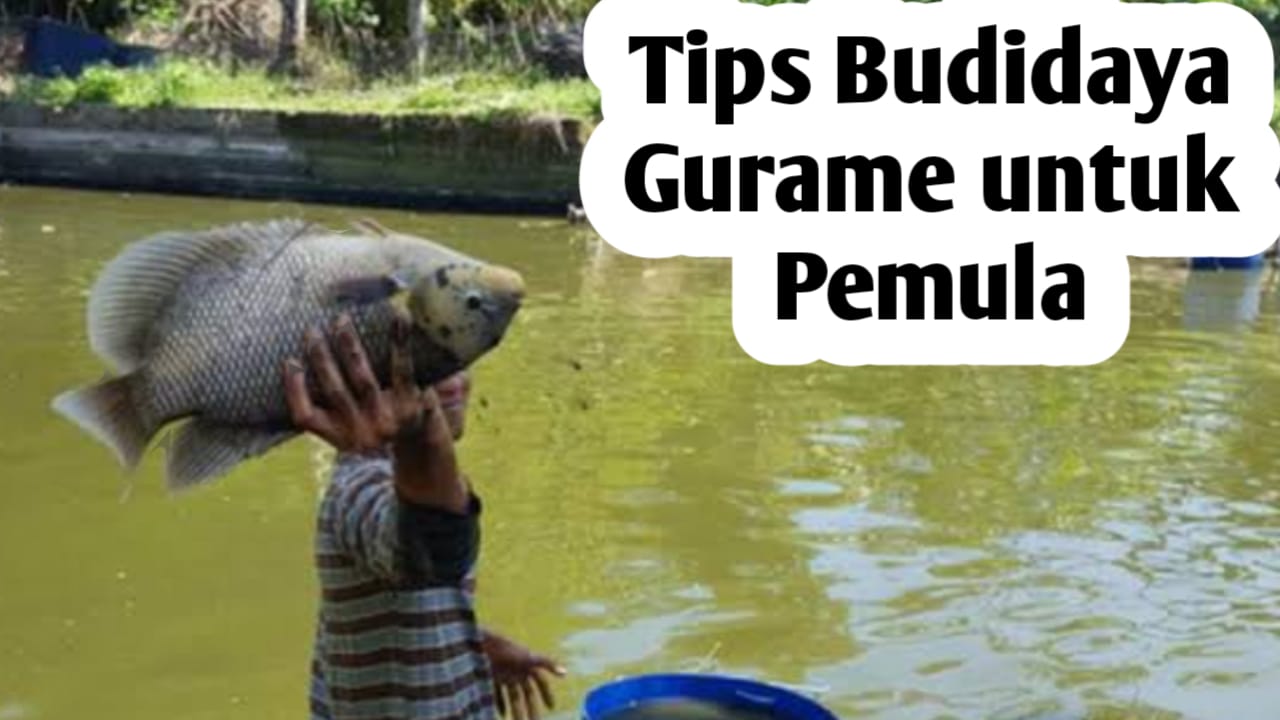 Tips Memulai Budidaya Ikan Gurame Bagi Pemula