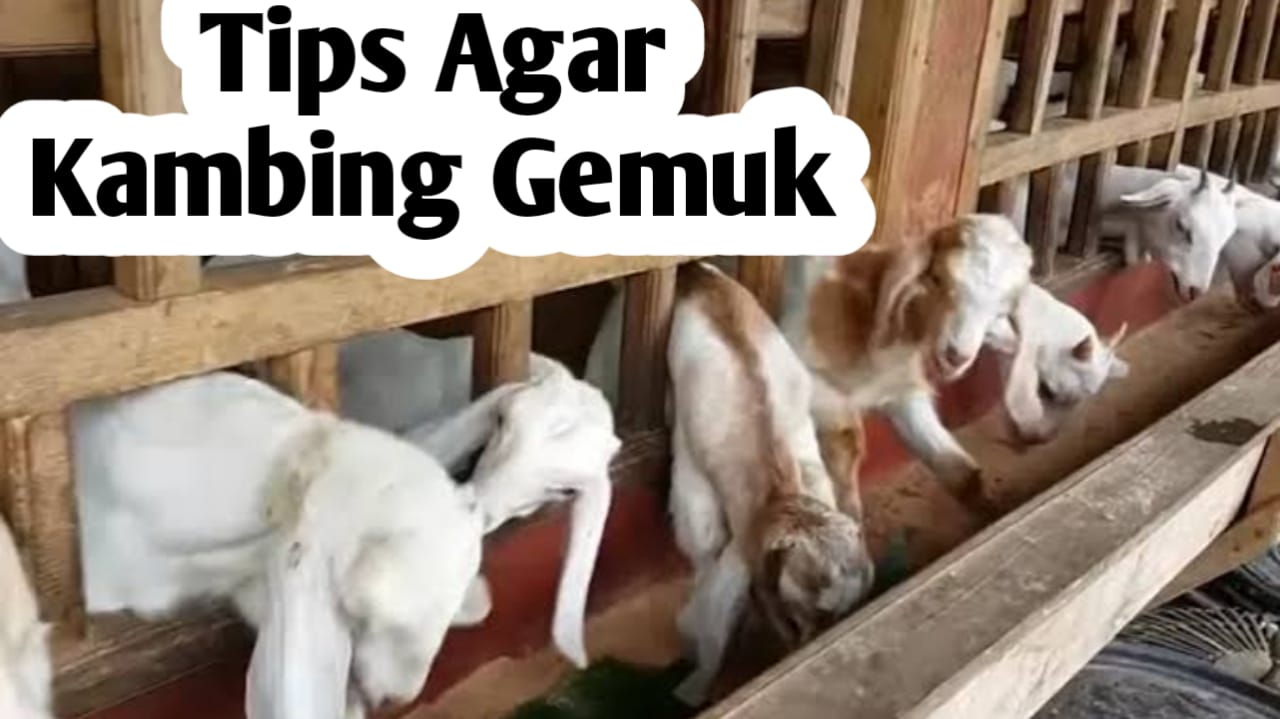 Tips Ternak Kambing Agar Cepat Gemuk