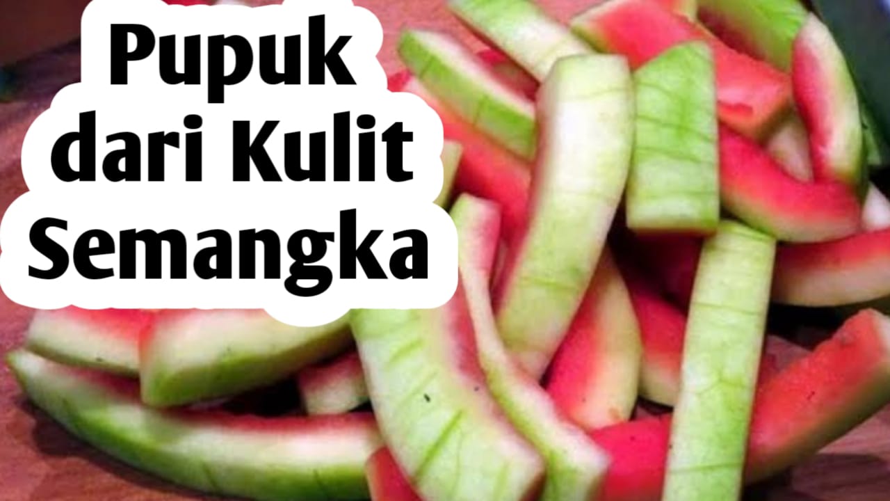 Manfaat Kulit Semangka, Bisa jadi Bahan Pembuatan Pupuk Organik