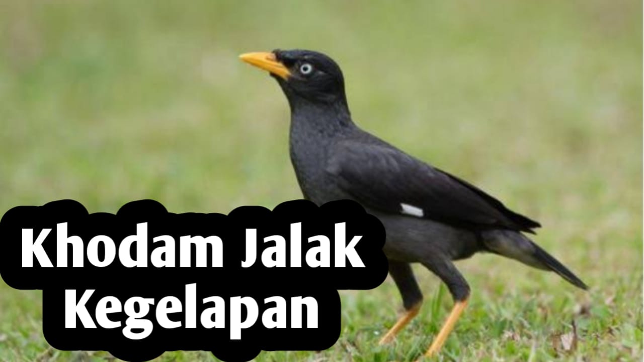 Kekuatan Khodam Jalak Kegelapan, Simak Selengkapnya