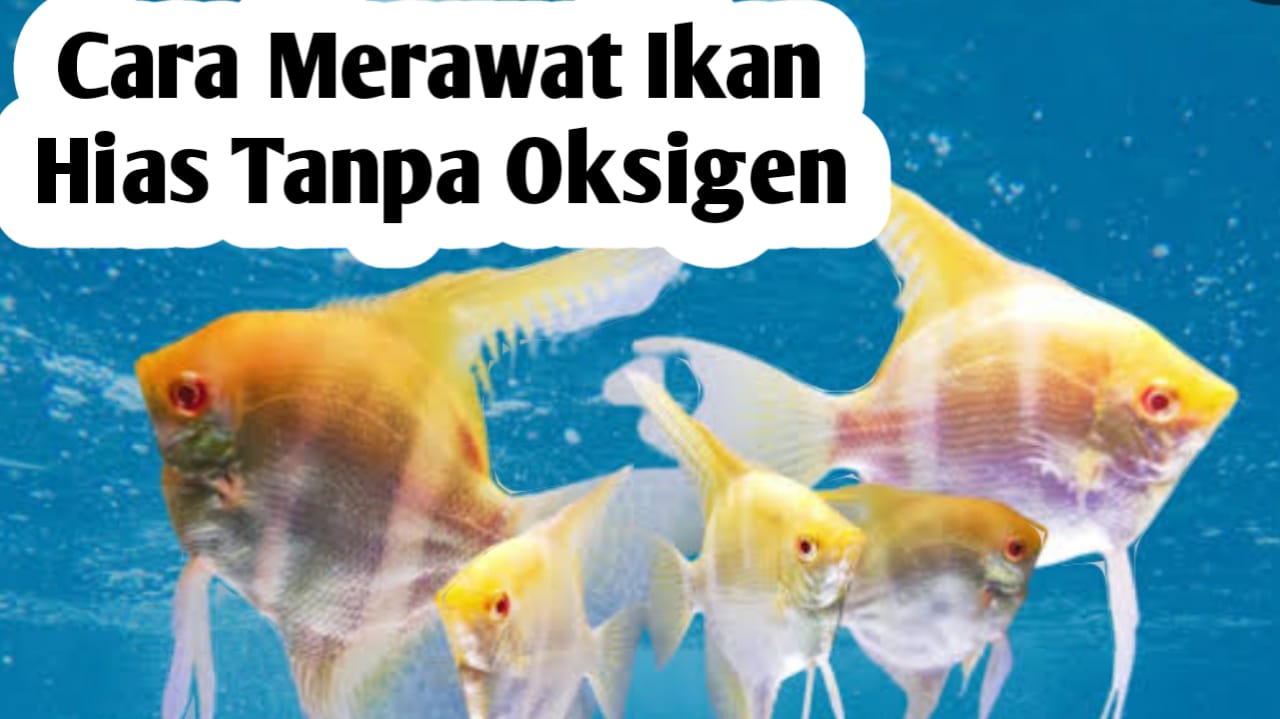 Tips Merawat Ikan Hias Tanpa Oksigen