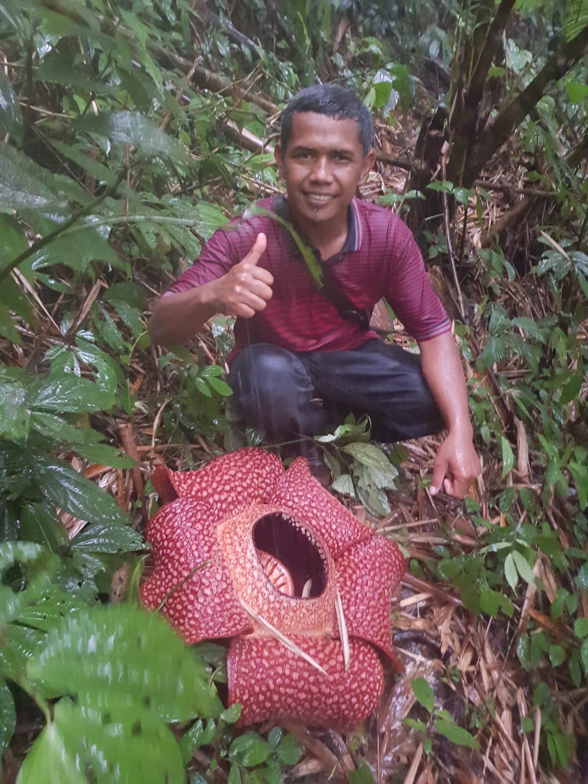 Rafflesia Arnoldi Mekar Sempurna di Rejang Lebong Bengkulu