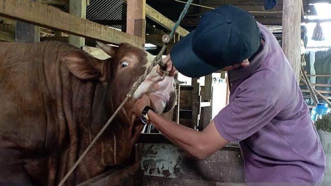 Waspada! 14 Ekor Sapi di Kota Bengkulu Terjangkit PMK 