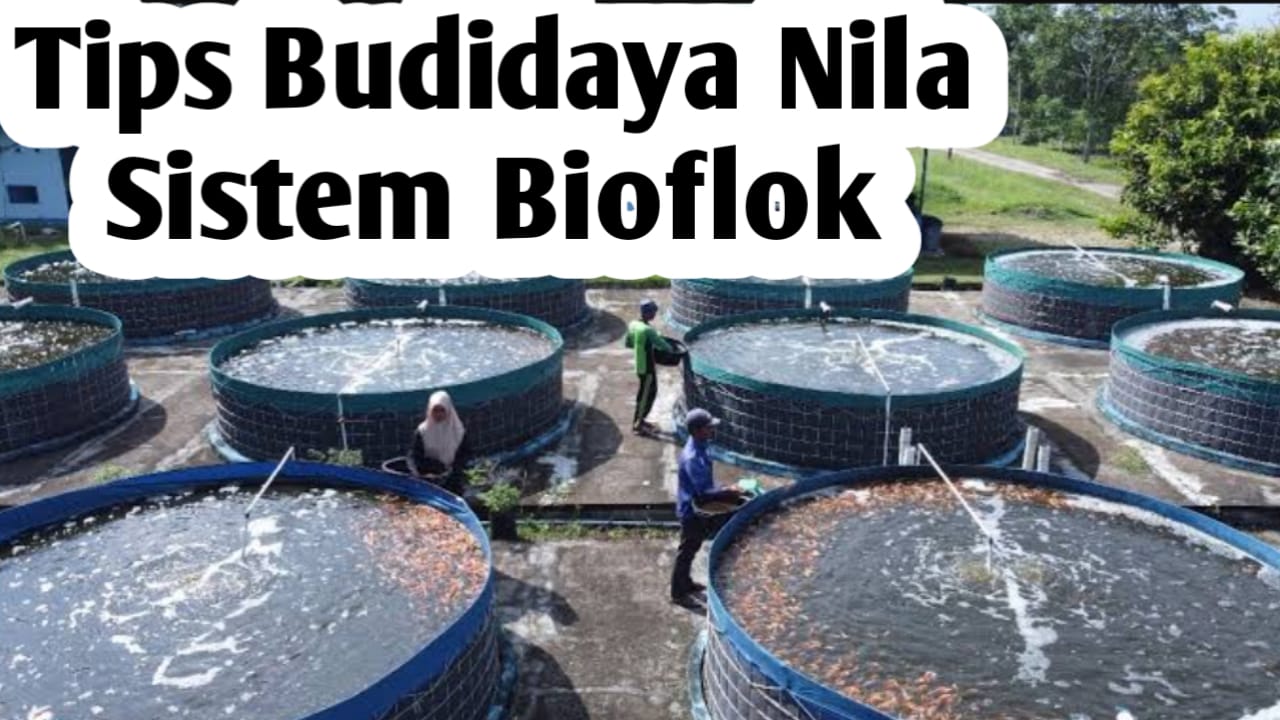 Tips Budidaya Ikan Nila Menggunakan Sistem Bioflok