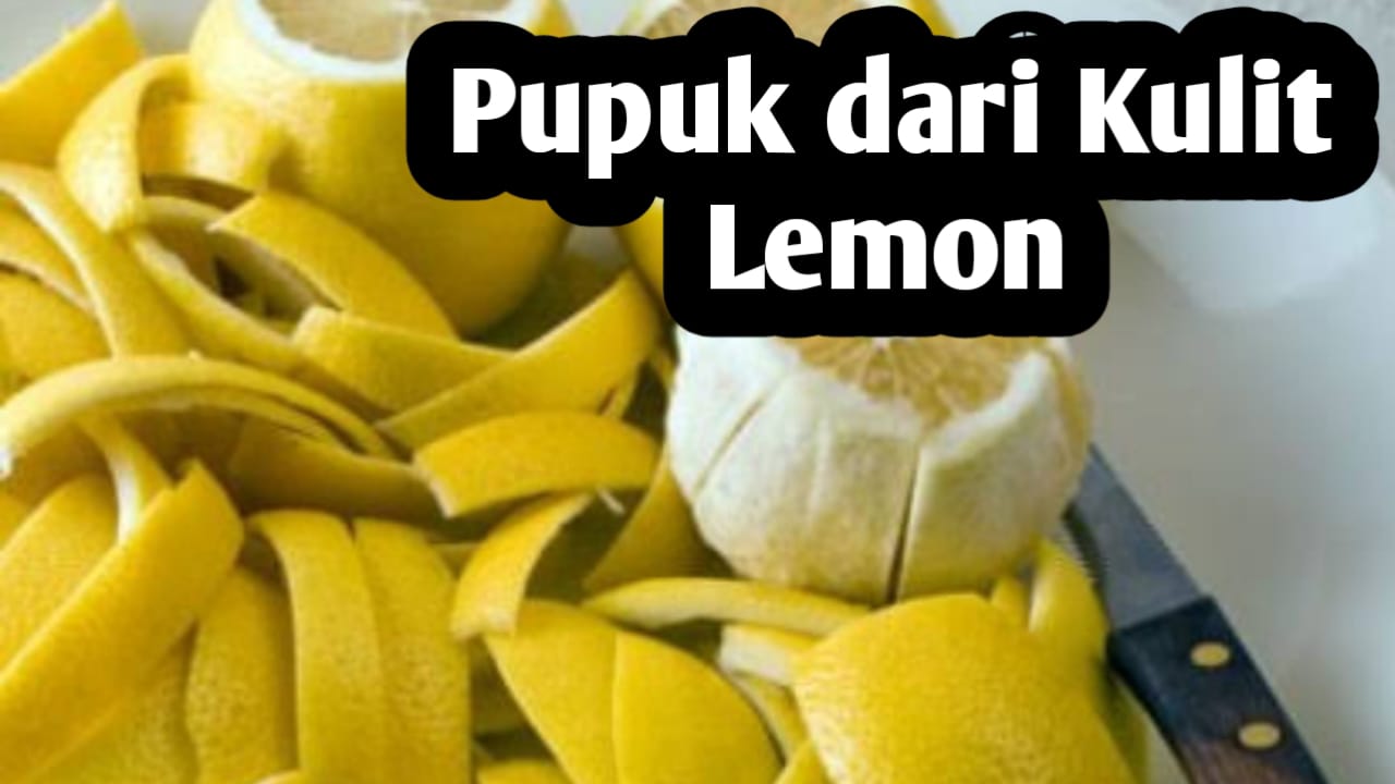 Manfaat Kulit Lemon, Bagus untuk Pupuk Tanaman