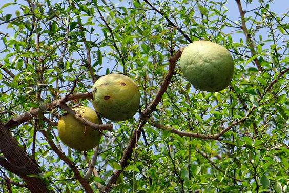 Jadi Sumber Riboflavin yang Sangat Baik, Inilah Manfaat Buah Maja untuk Kesehatan 