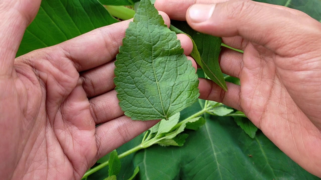 Sayang Untuk Dilewatkan, Inilah 7 Manfaat Daun Sintrong Untuk Kesehatan