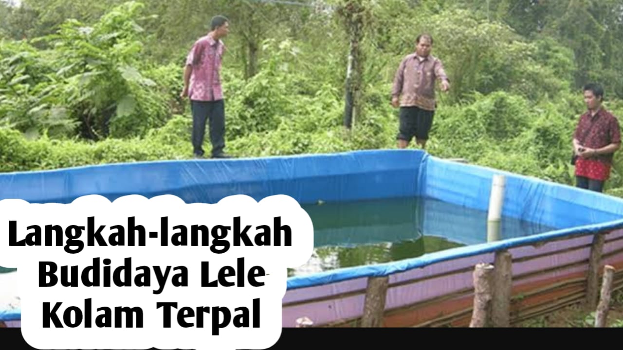 Langkah-langkah Budidaya Ikan Lele di Kolam Terpal, Simak Selengkapnya