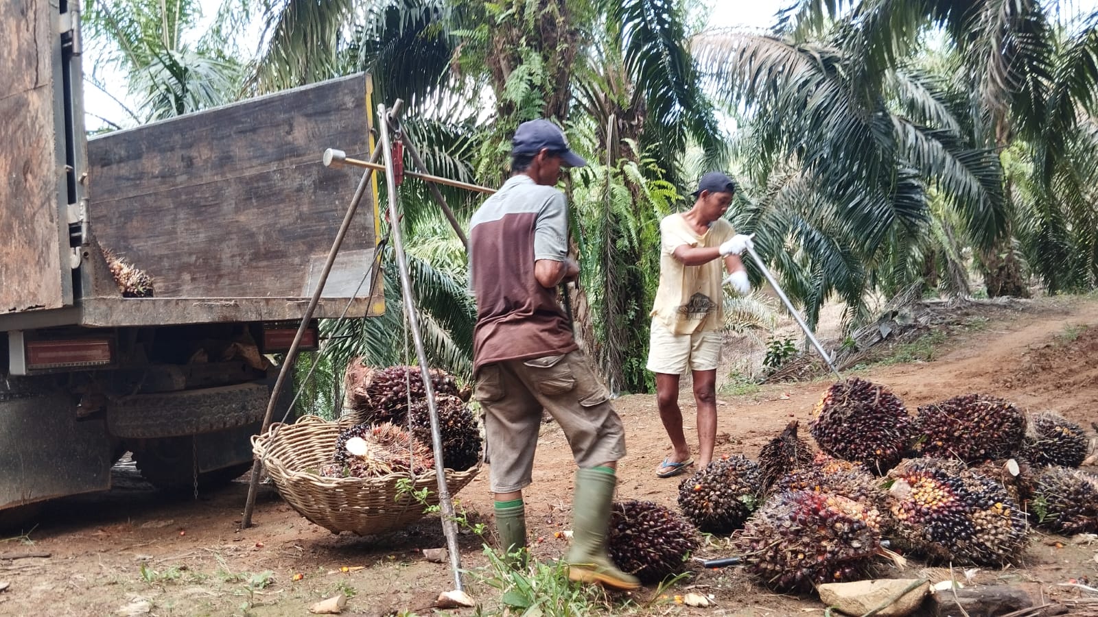 Harga Sawit di Mukomuko Fluktuatif, Petani Tetap Berharap pada Perbaikan Harga