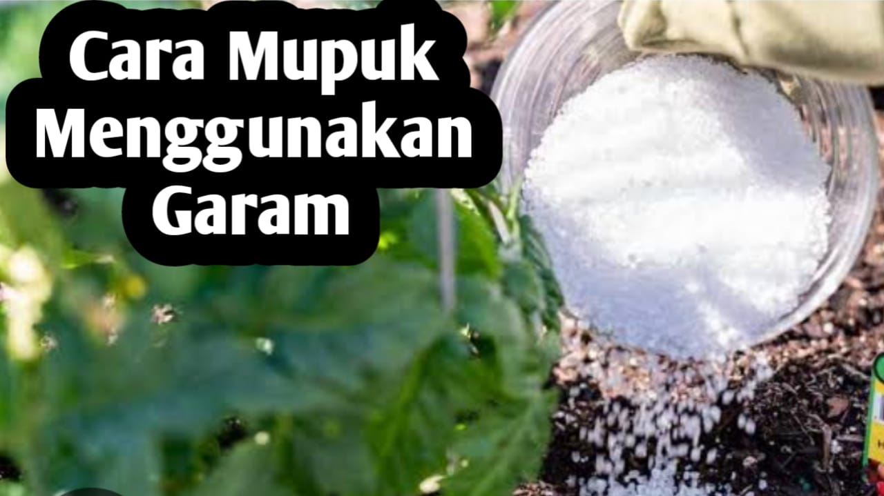 Menggunakan Garam Dapur Sebagai Pupuk Tanaman, Ini Cara Penggunaanya