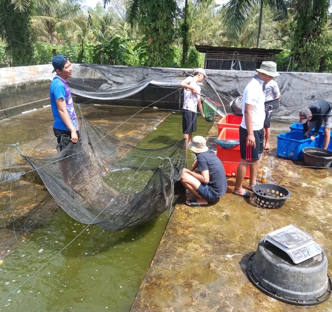 DKP Kota Bengkulu Sediakan Lele Murah dan Bibit untuk Warga