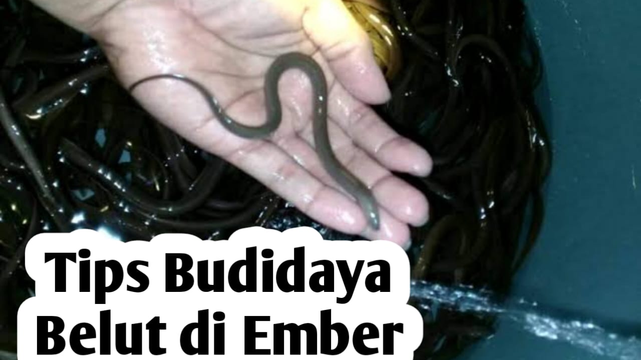 Tips Budidaya Belut di Dalam Ember