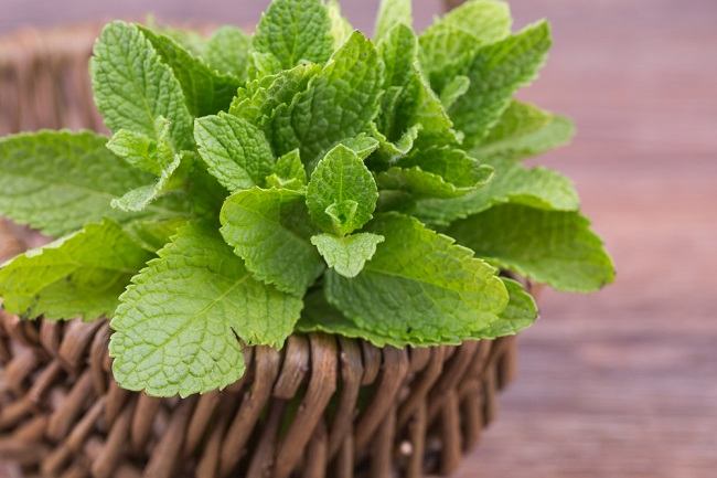 Inilah 11 Manfaat Daun Mint untuk Kesehatan Tubuh