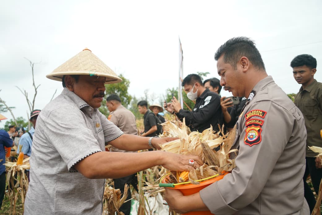 Dukung Program Presiden, Polri dan Pemprov Bengkulu Panen Jagung Serentak