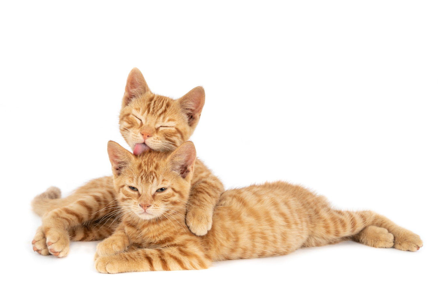 Sering Dianggap Bawa Sial, Begini Sebenarnya Hukum Menabrak Kucing dalam Islam
