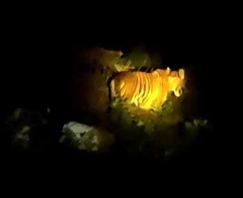 Harimau Masih Berkeliaran di Malin Deman Mukomuko, Sudah Mangsa 12 Ekor Sapi dan 1 Ekor Kambing, Warga Cemas
