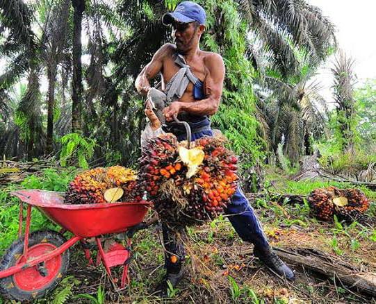 Keren! BUMDes di Bengkulu Bisnis Jual TBS Sawit, Modalnya Segini