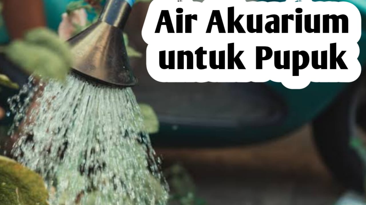 Air dari Akuarium Bisa Dijadikan Pupuk Tanaman, Ini Manfaatnya