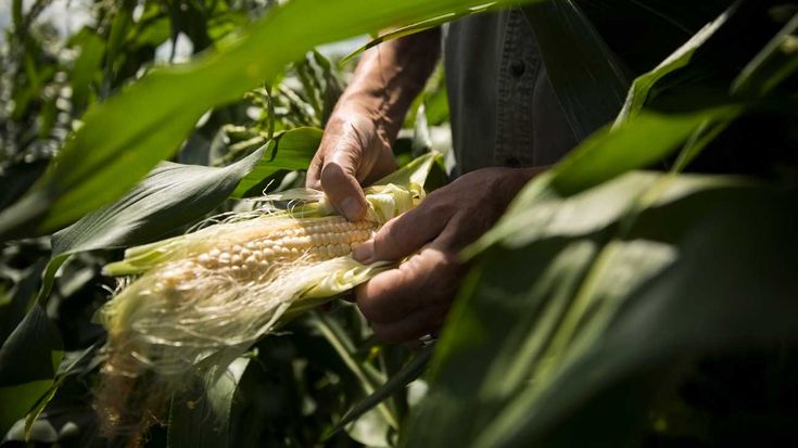 Benarkah Bisa Diolah Menjadi Teh? Inilah Beragam Manfaat Rambut Jagung Untuk Kesehatan