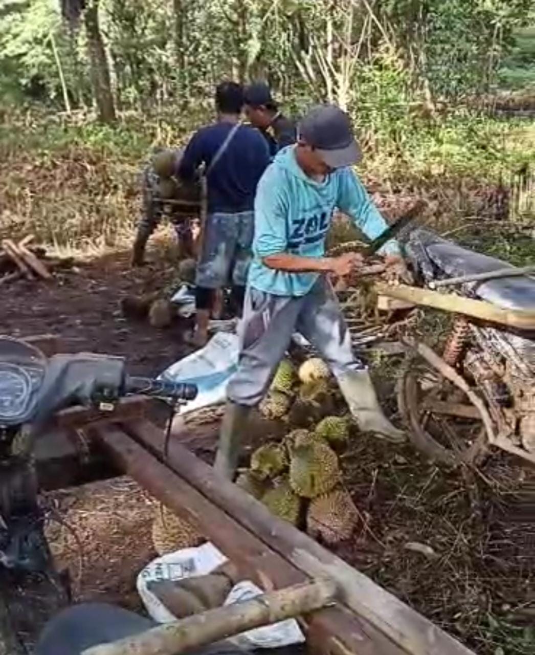 Kisah Petani Durian, Butuh Waktu 8 Jam Hingga 2 Hari untuk Bawa Durian dari  Kebun ke Pemukiman 