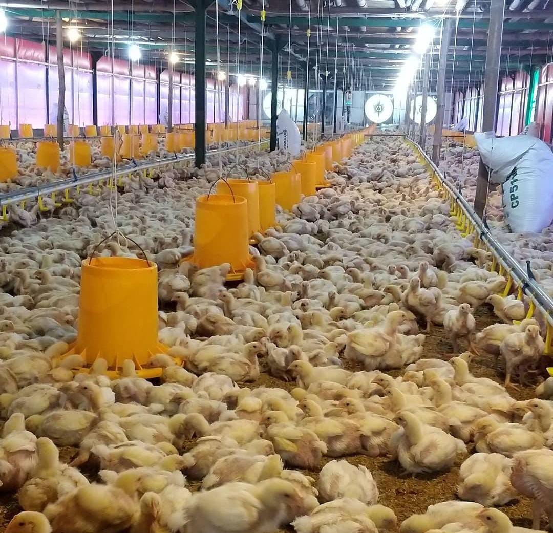 Jenis Pakan Bernutrisi Tinggi untuk Ayam Pedaging