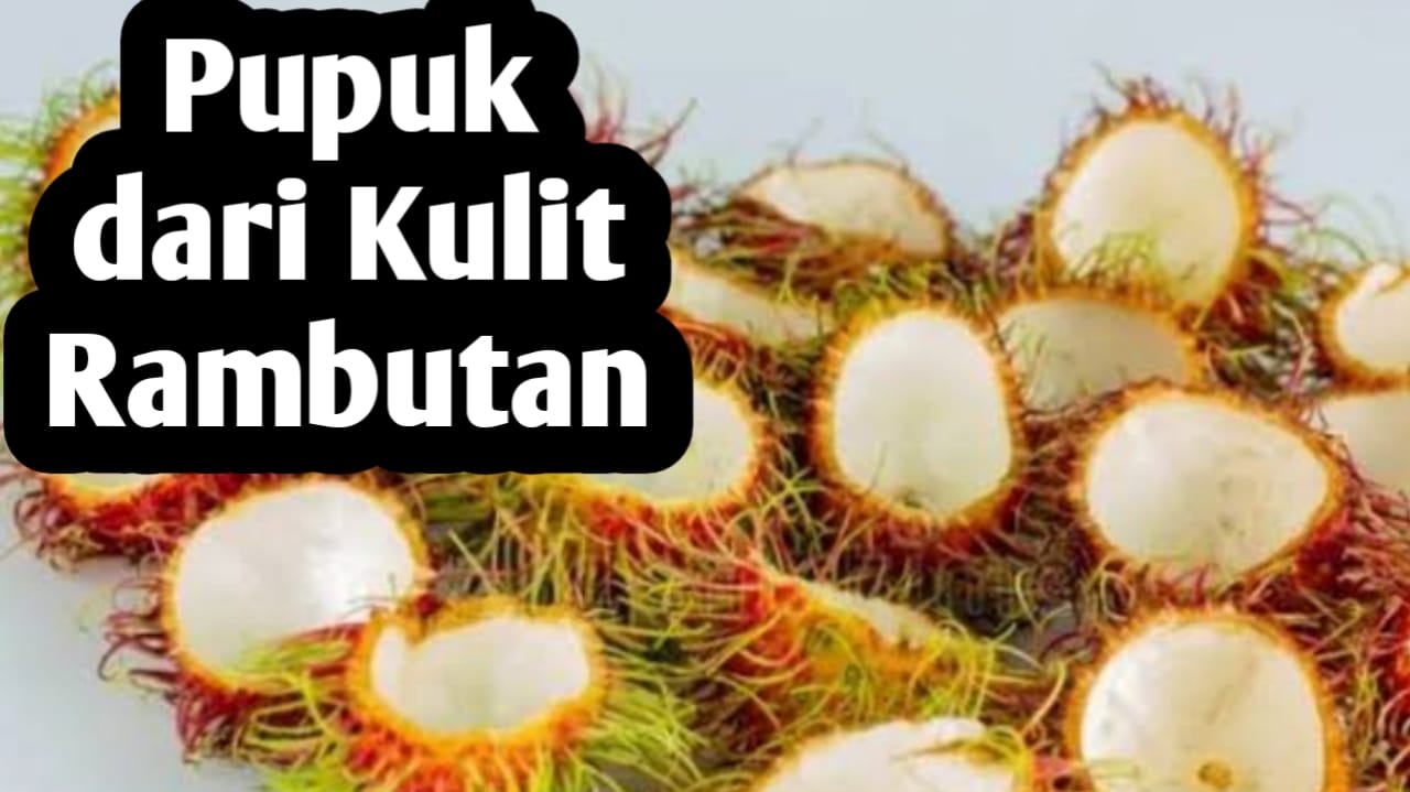 Jangan Dibuang, Kulit Rambutan Bisa Dijadikan Pupuk Organik