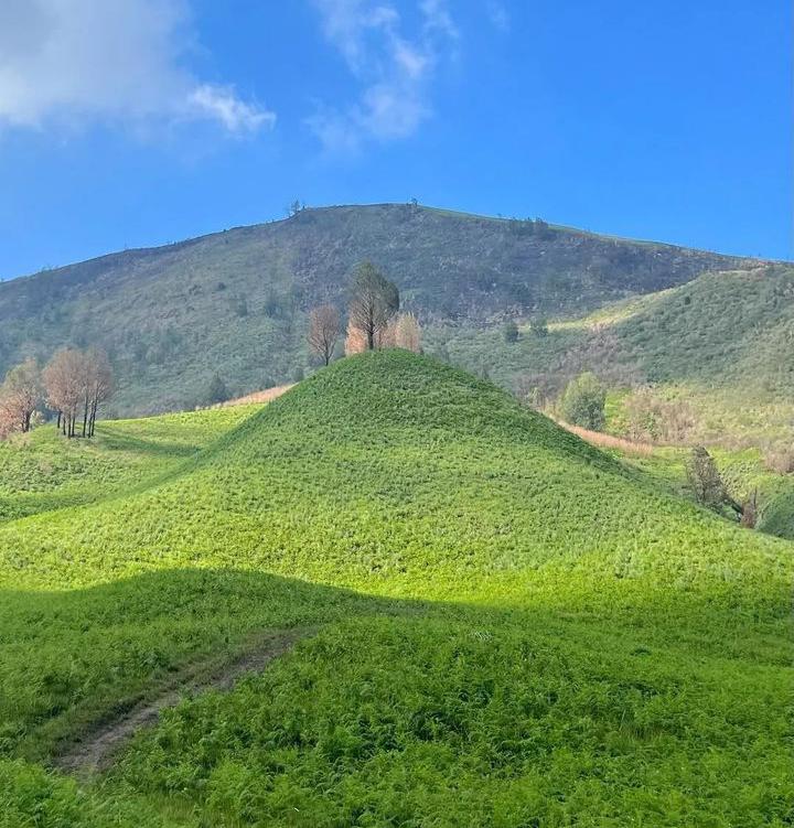 Pasca Terbakar, Destinasi Kawasan Konsevasi Taman Nasional Bromo Tengger Semeru Menjadi Lebih Cantik 