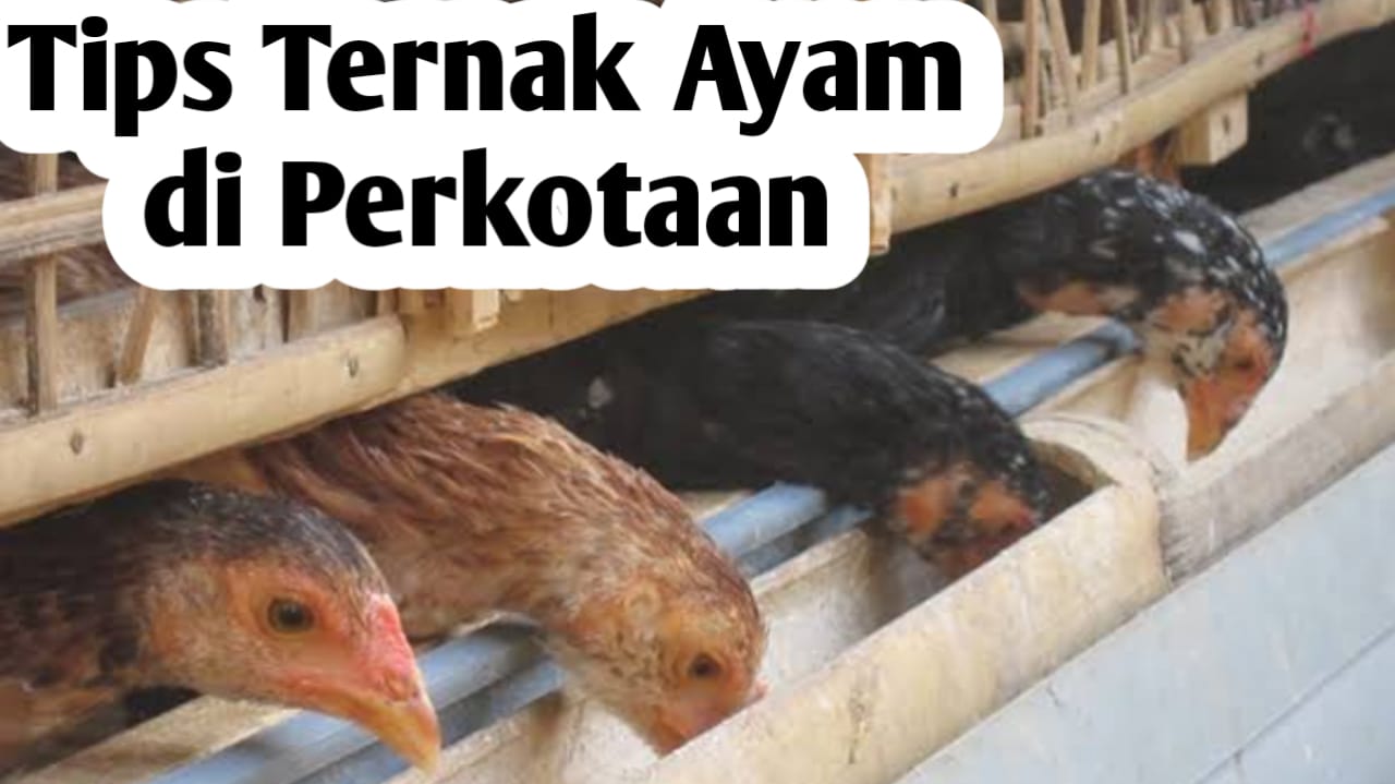 Tips Beternak Ayam di Kawasan Perkotaan