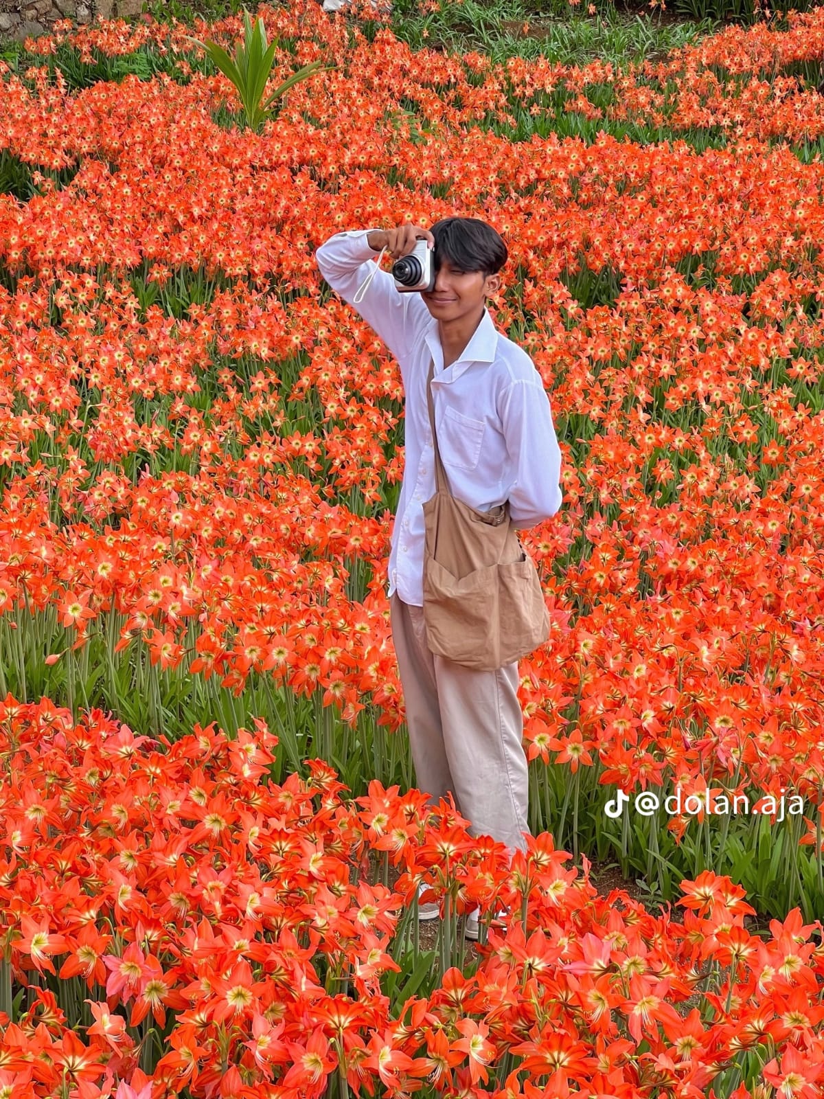 Cantiknya Pesona Bunga Amarlis yang Mekar di Kebun Bunga Amarlis, Gunung Kidul
