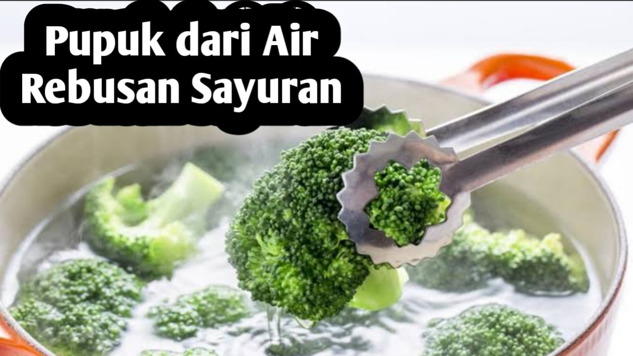 Gunakan Air Rebusan Sayuran Sebagai Pupuk Tanaman, Ini Manfaatnya