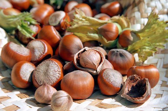 5 Manfaat Kacang Hazelnut, Kacang Camilan Enak Penghilang Stress
